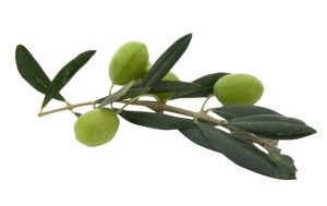 Οδηγίες Ολοκληρωμένης Φυτοπροστασίας στην Καλλιέργεια της Ελιάς