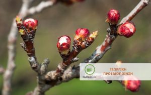 Αμυγδαλιά: Συμβουλές Φυτοπροστασίας κατά το στάδιο Διόγκωσης των Οφθαλμών