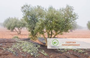 Ελιά: ο ψεκασμός του φθινοπώρου είναι απαραίτητος ακόμη και εκεί που εμφανίζεται μικρή προσβολή!!