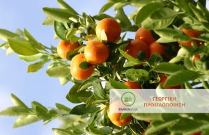 Εσπεριδοειδή: προσοχή στις προσβολές στους ασυγκόμιστους καρπούς