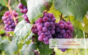 Προβλέπεται αύξηση των συλλήψεων της Ευδεμίδας της Αμπέλου