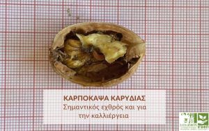 Καρπόκαψα (Cydia pomonella): Σημαντικός εχθρός και για την καλλιέργεια της καρυδιάς
