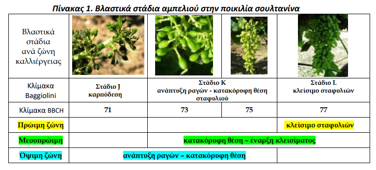 fainologika stadia ampeliou