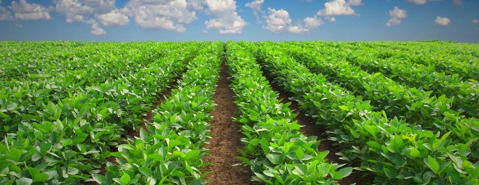 farming
