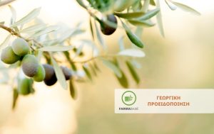 Φυτοπροστασία Ελιάς στις όψιμες περιοχές