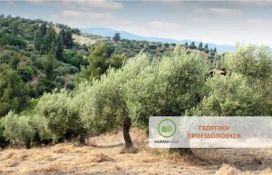 Απαραίτητος ο ψεκασμός για Κυκλοκόνιο και Καρκίνωση!