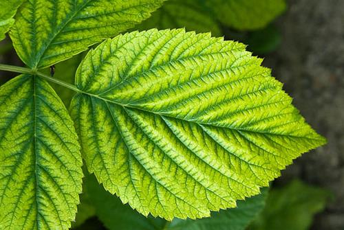 ferrusdeficiency1