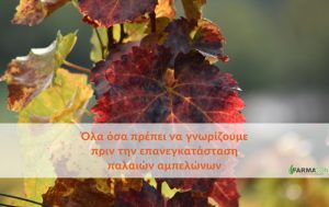Όλα όσα πρέπει να γνωρίζουμε πριν την επανεγκατάσταση παλαιών αμπελώνων