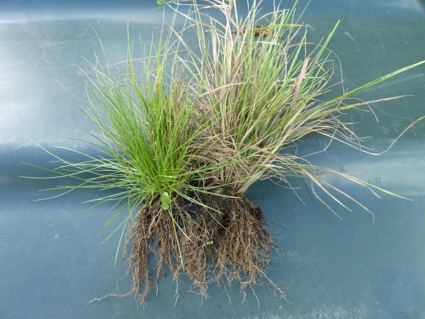 fibrousroot