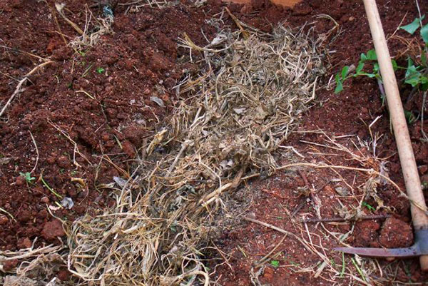 fitika ipolimata