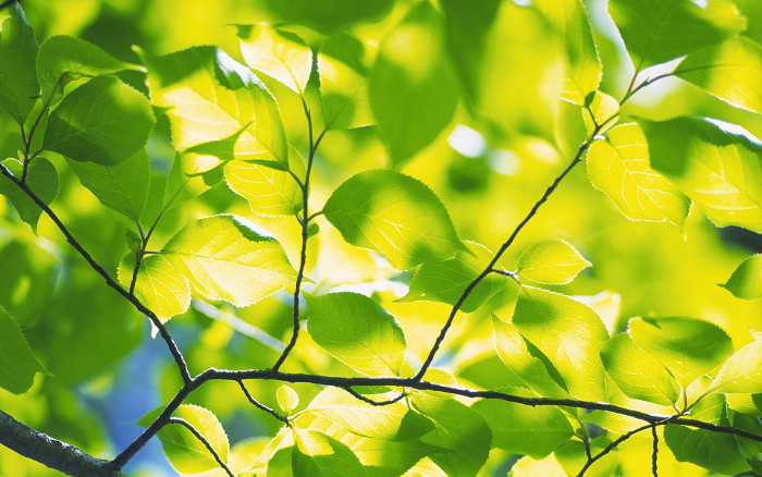 foliage