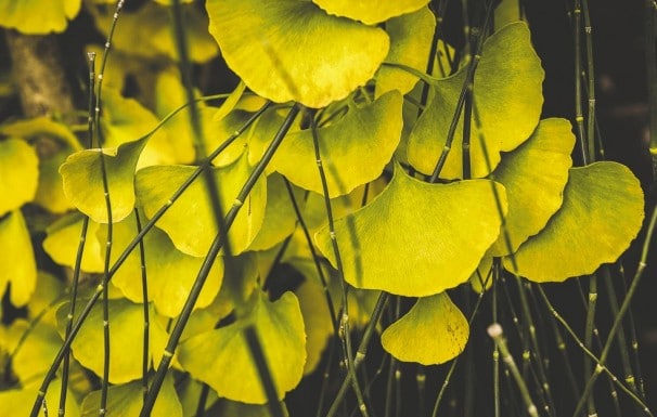 foliage2