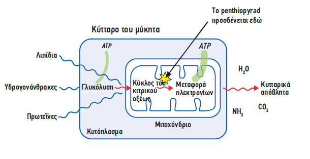 fontelis 2