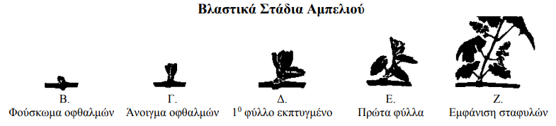 fouskwma ofthalmwn