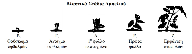 fouskwma ofthalmwn stadioB