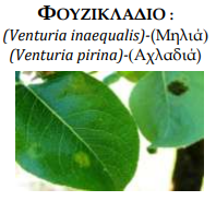 fouzikladio 