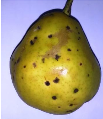 fouzikladio axladi