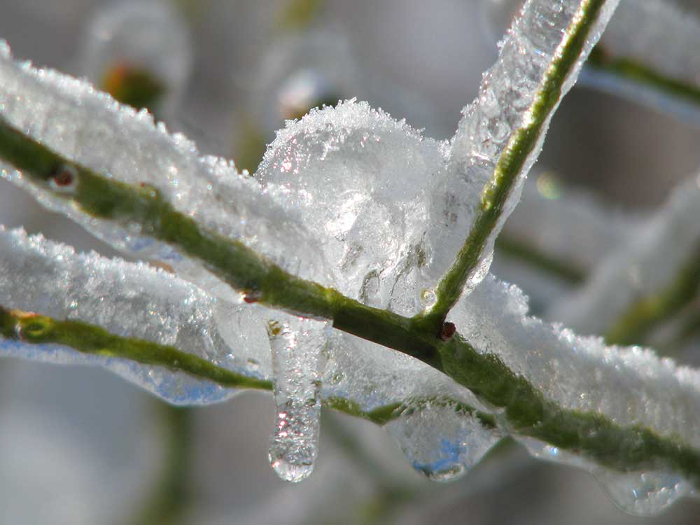 frozen branch