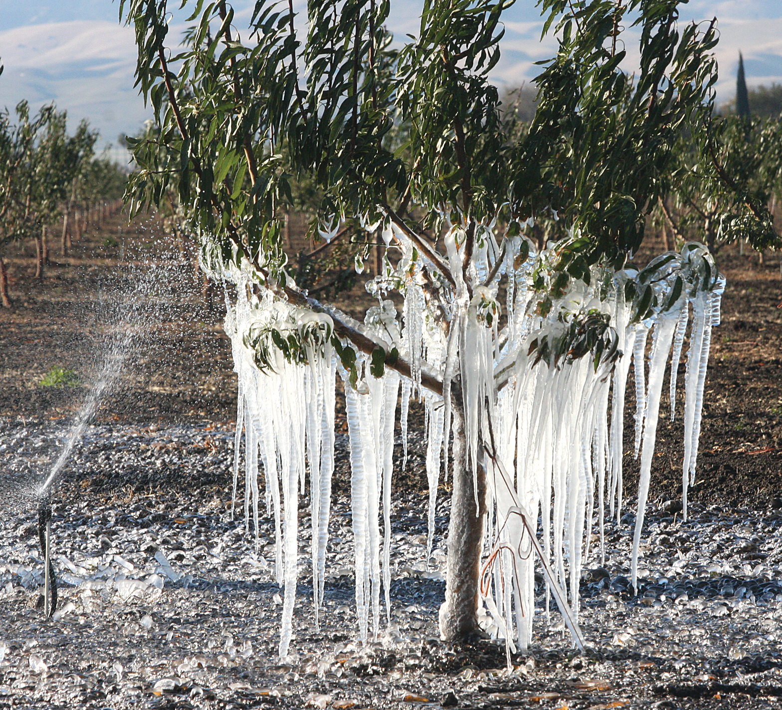 frozen trees9 12 06 13