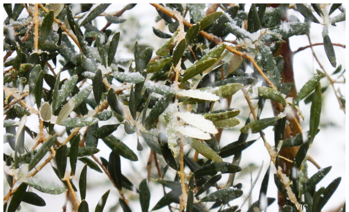 frozen olivetree3