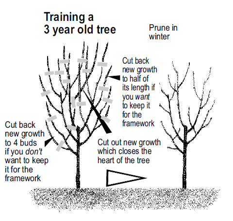 fruit trees9