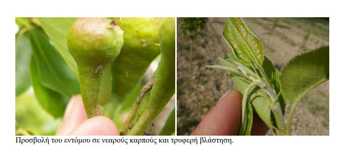 fulla axladia