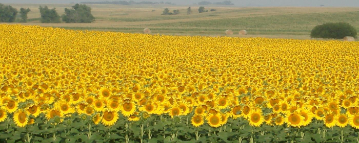 fullbloomsunflowerfield