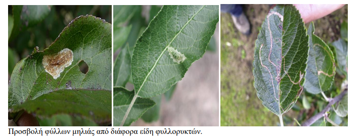 fulloriktes milia
