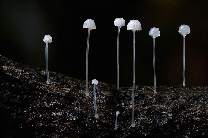 fungi