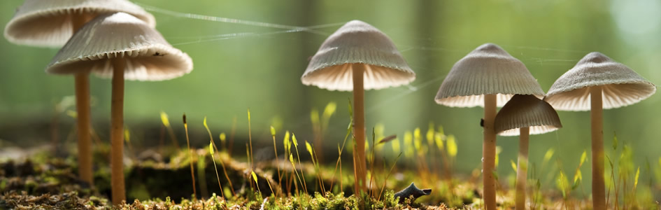 fungus