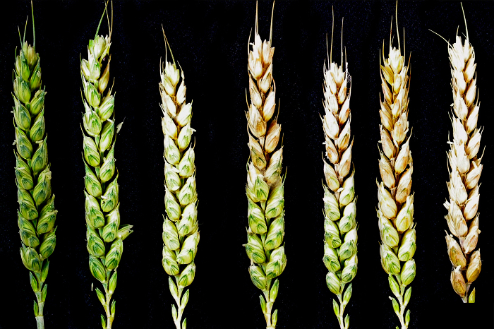 fusarium1
