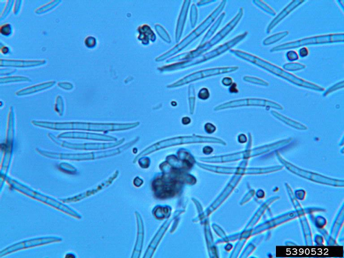 fusarium2