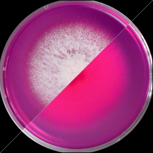 fusarium3