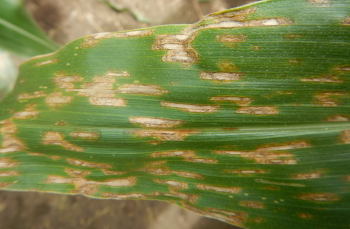 fusarium4