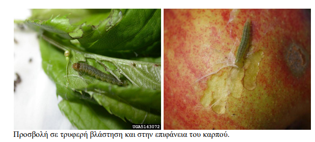 fyllodetes pirinokarpa
