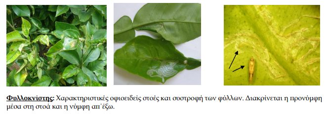 fylloknistis