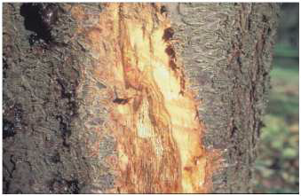 fytofthora fistikia
