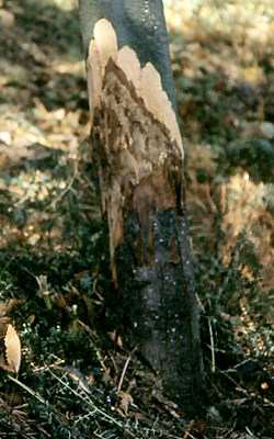 fytofthora kastania