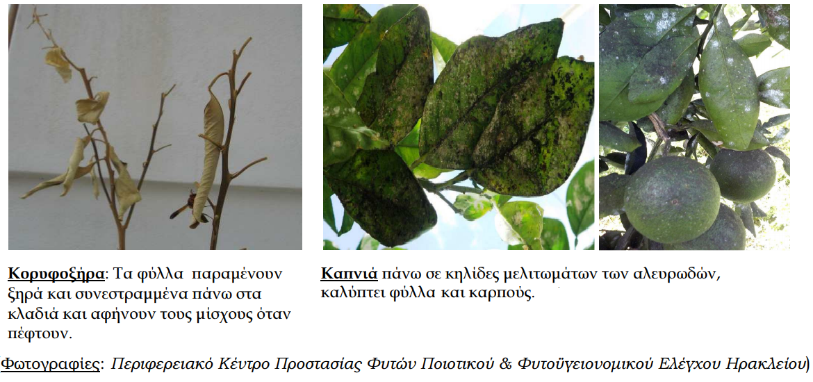 fytoprostasia2 06.11.2018