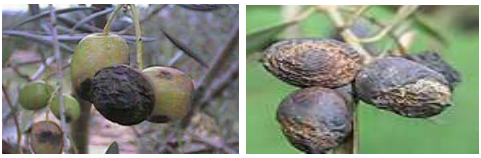 gloiosporio