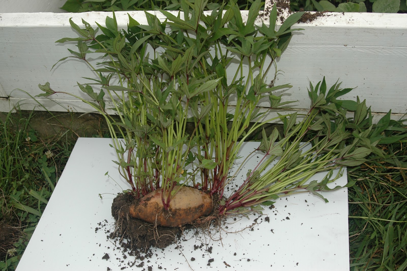 glykopatata2