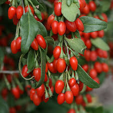 goji