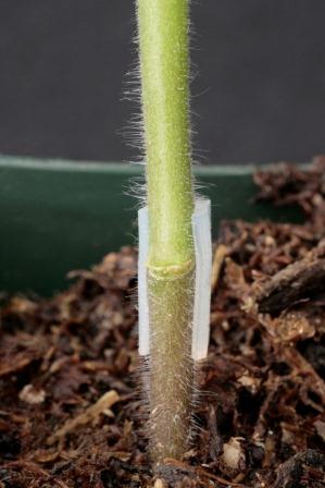 grafting2