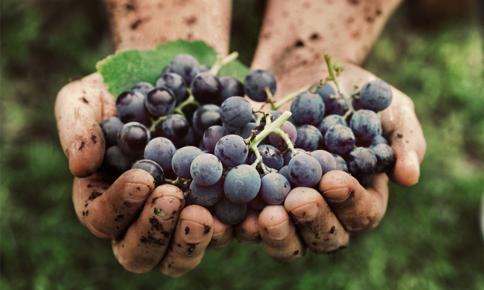 grape8