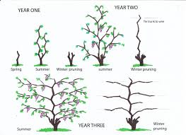 grape years