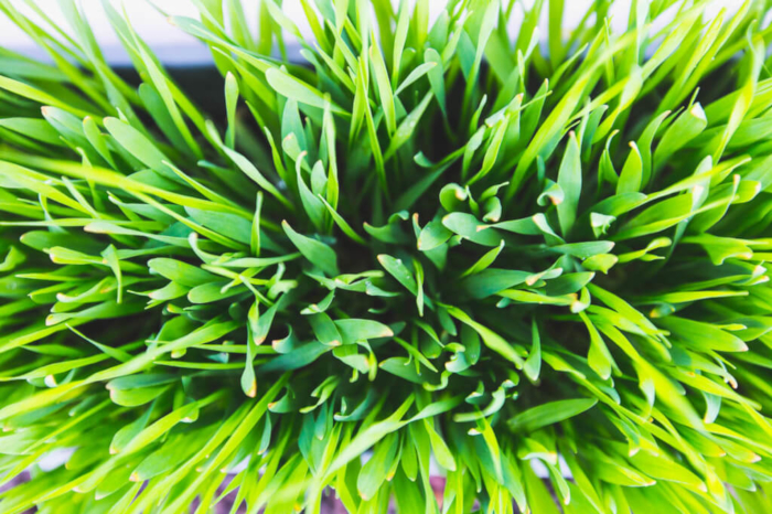 green