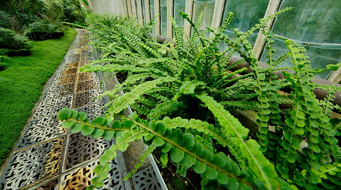 greenhouse