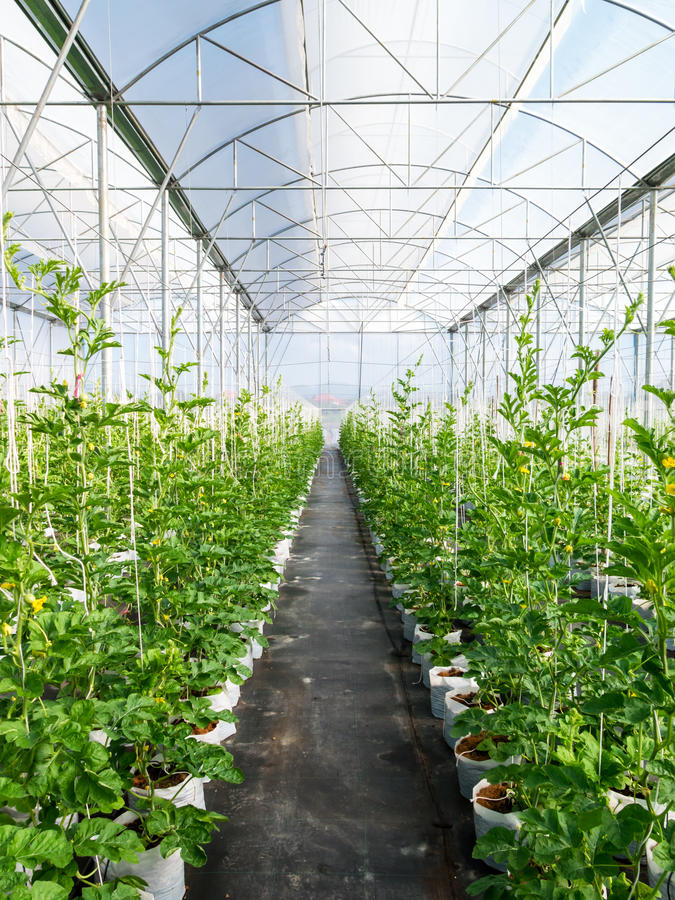 greenhouse