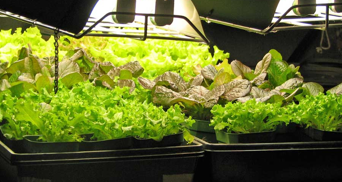 greenhouse1