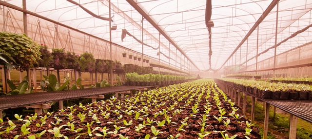 greenhouse1